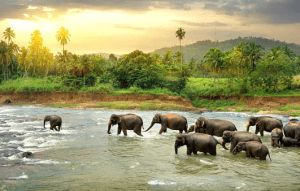 srilanka tour package from madurai srilanka-tour-package-from-madurai
